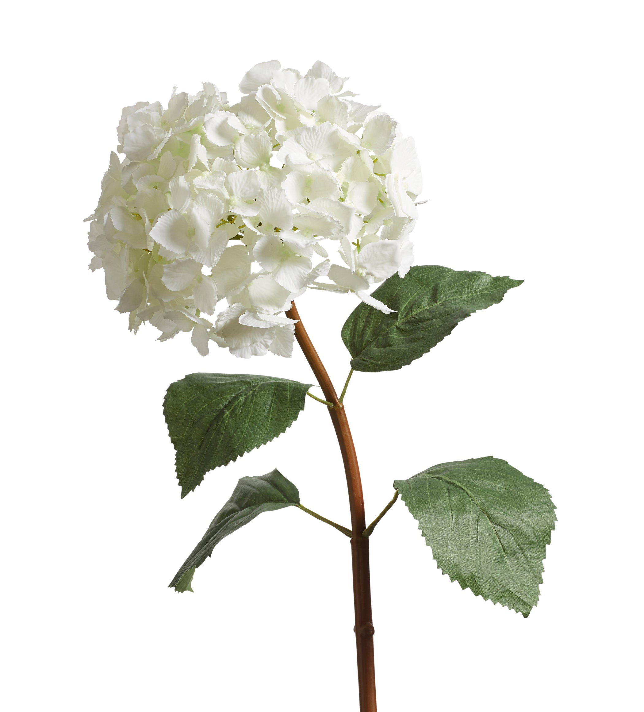 Mophead Hydrangea Stem - White