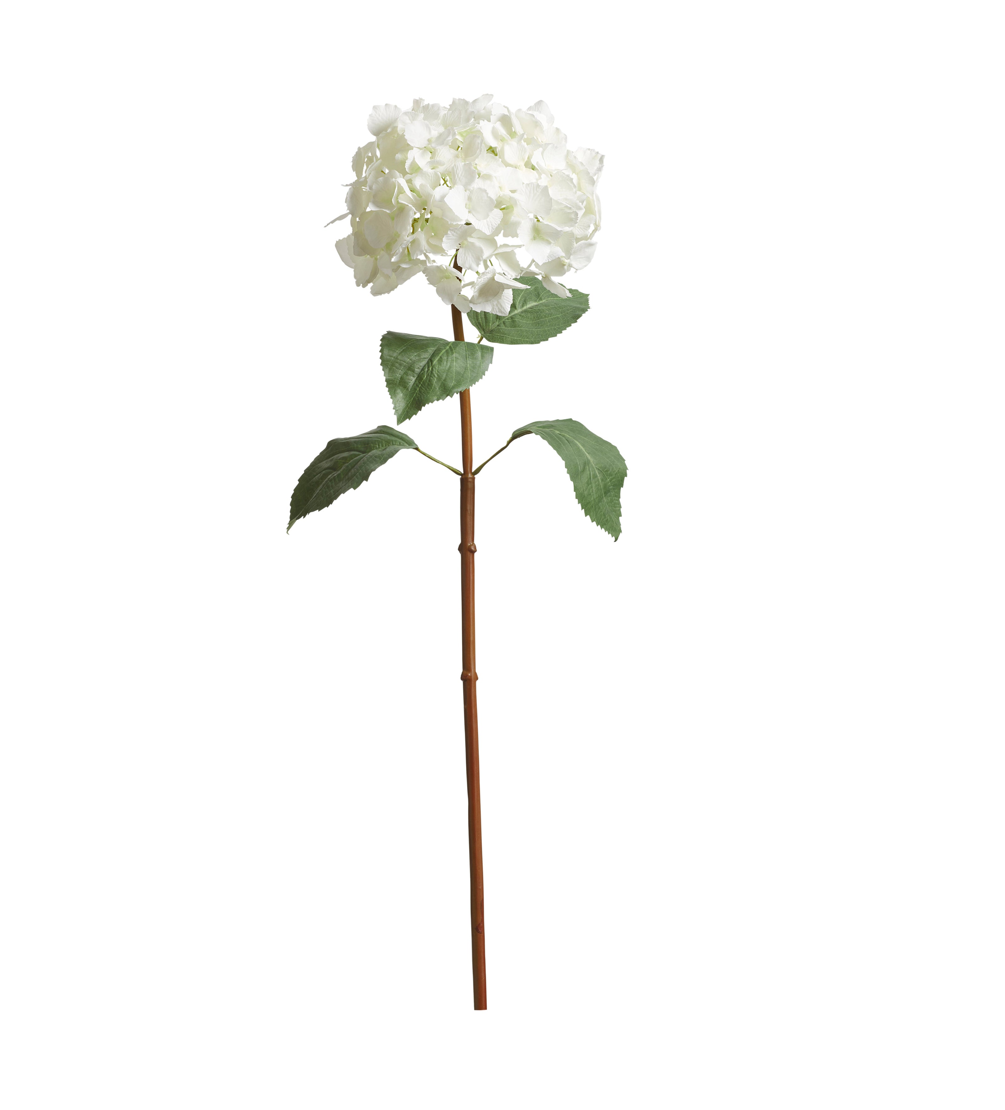 Mophead Hydrangea Stem - White