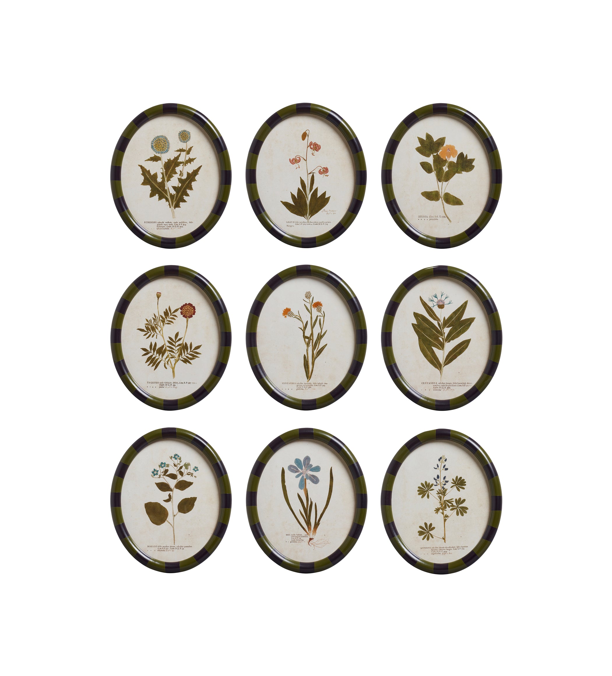 Ovalis Framed Floral Prints - Set of Nine - Multi