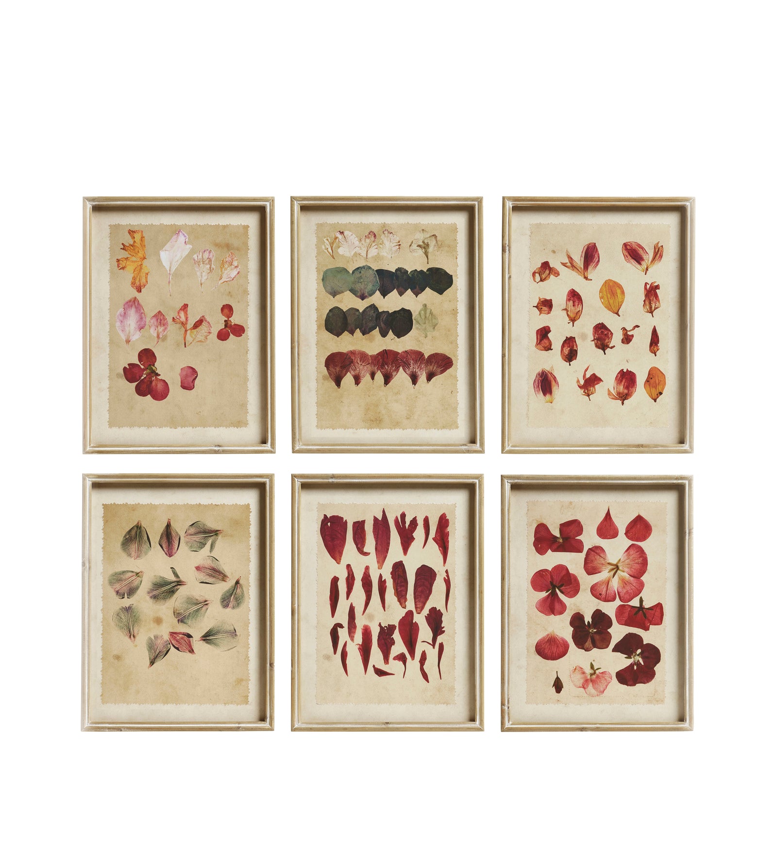 Patimeno Framed Petal Prints - Set of Six - Multi