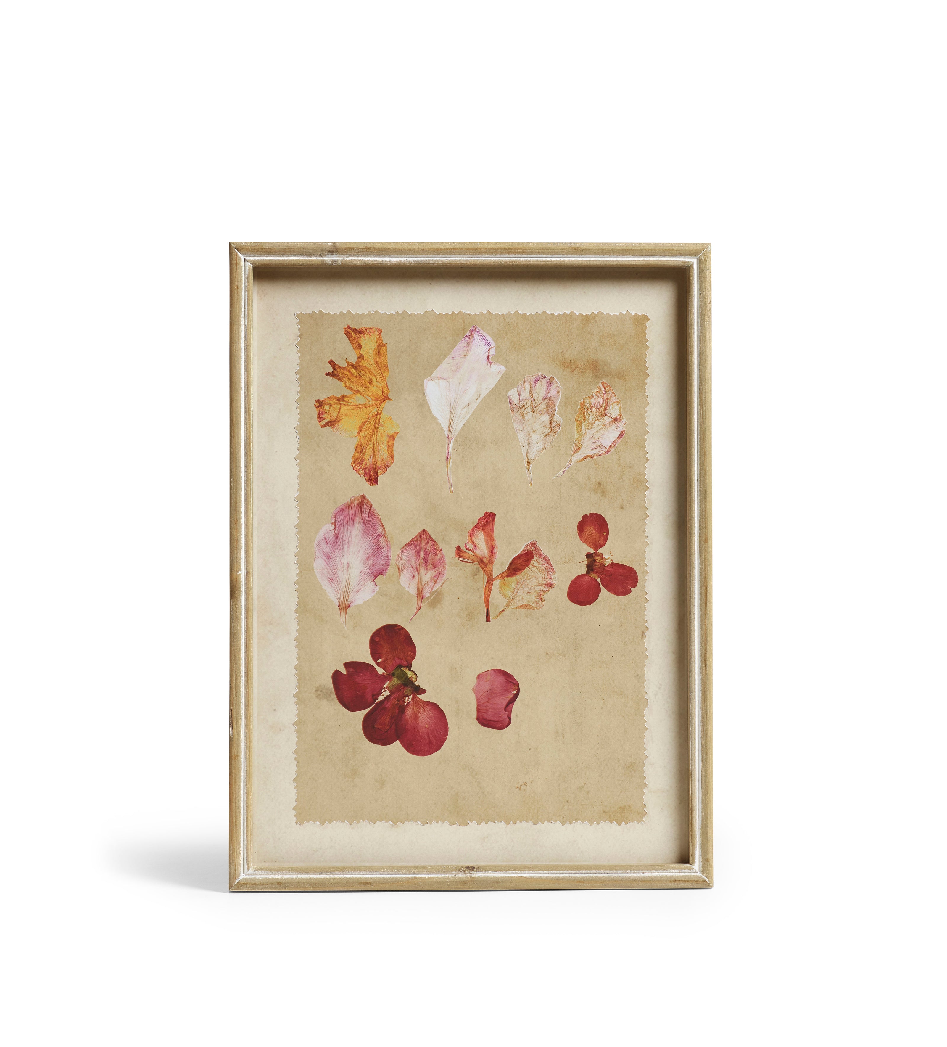Patimeno Framed Petal Prints - Set of Six - Multi