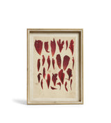 Patimeno Framed Petal Prints - Set of Six - Multi