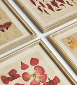 Patimeno Framed Petal Prints - Set of Six - Multi