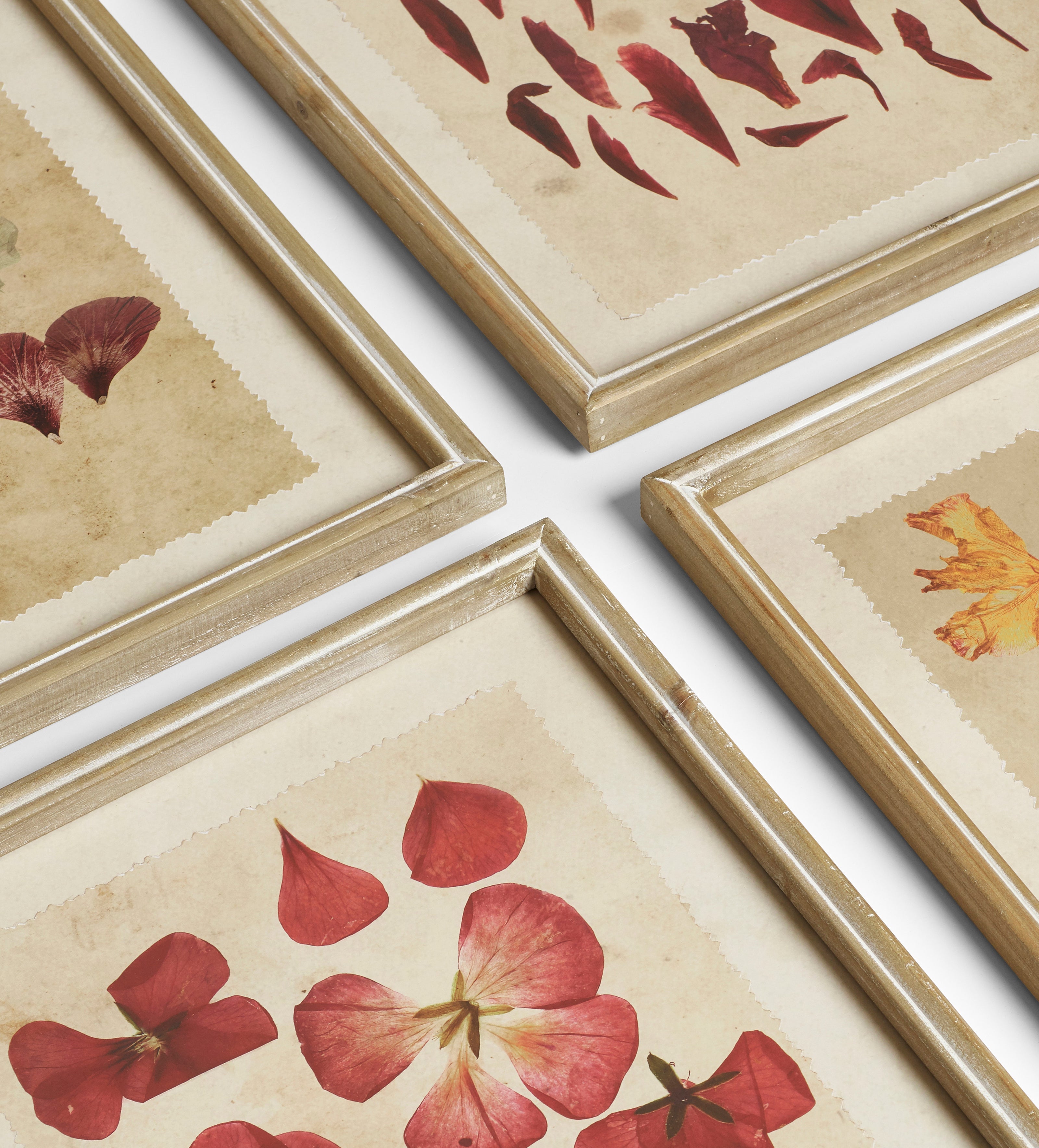Patimeno Framed Petal Prints - Set of Six - Multi
