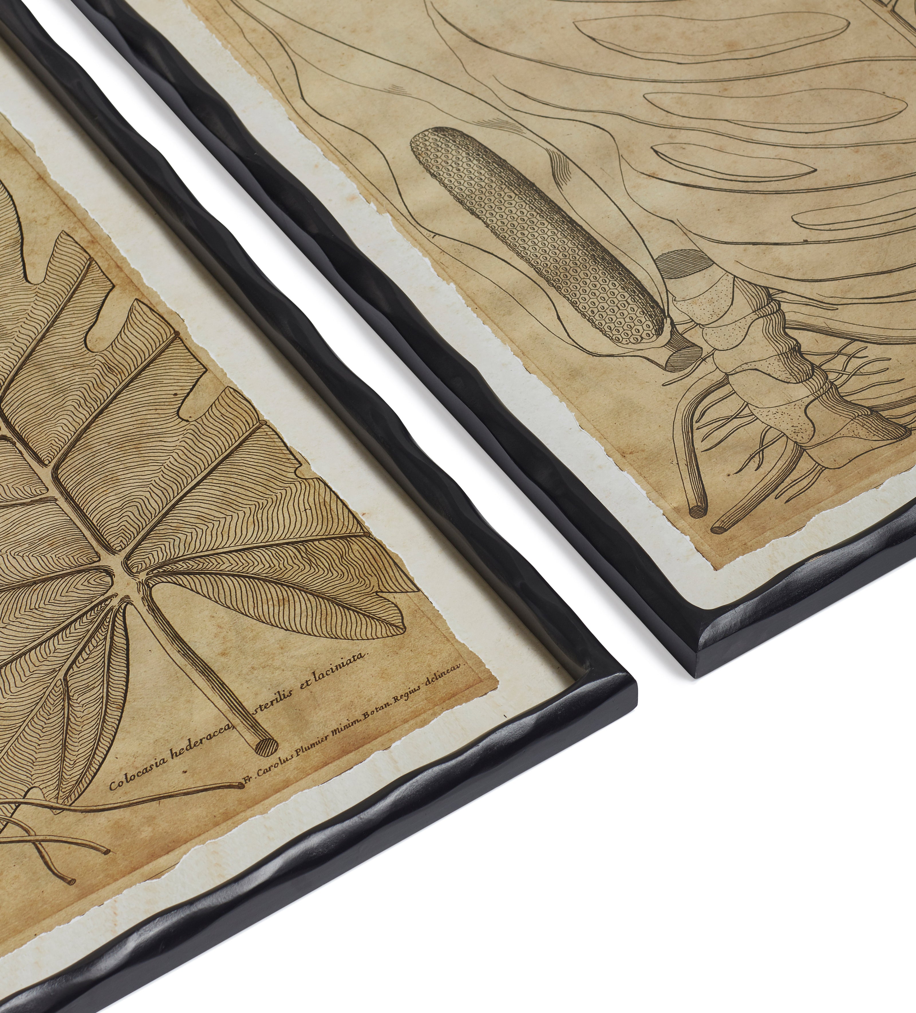 Basilius Framed Leaf Prints - Set of Four - Natural