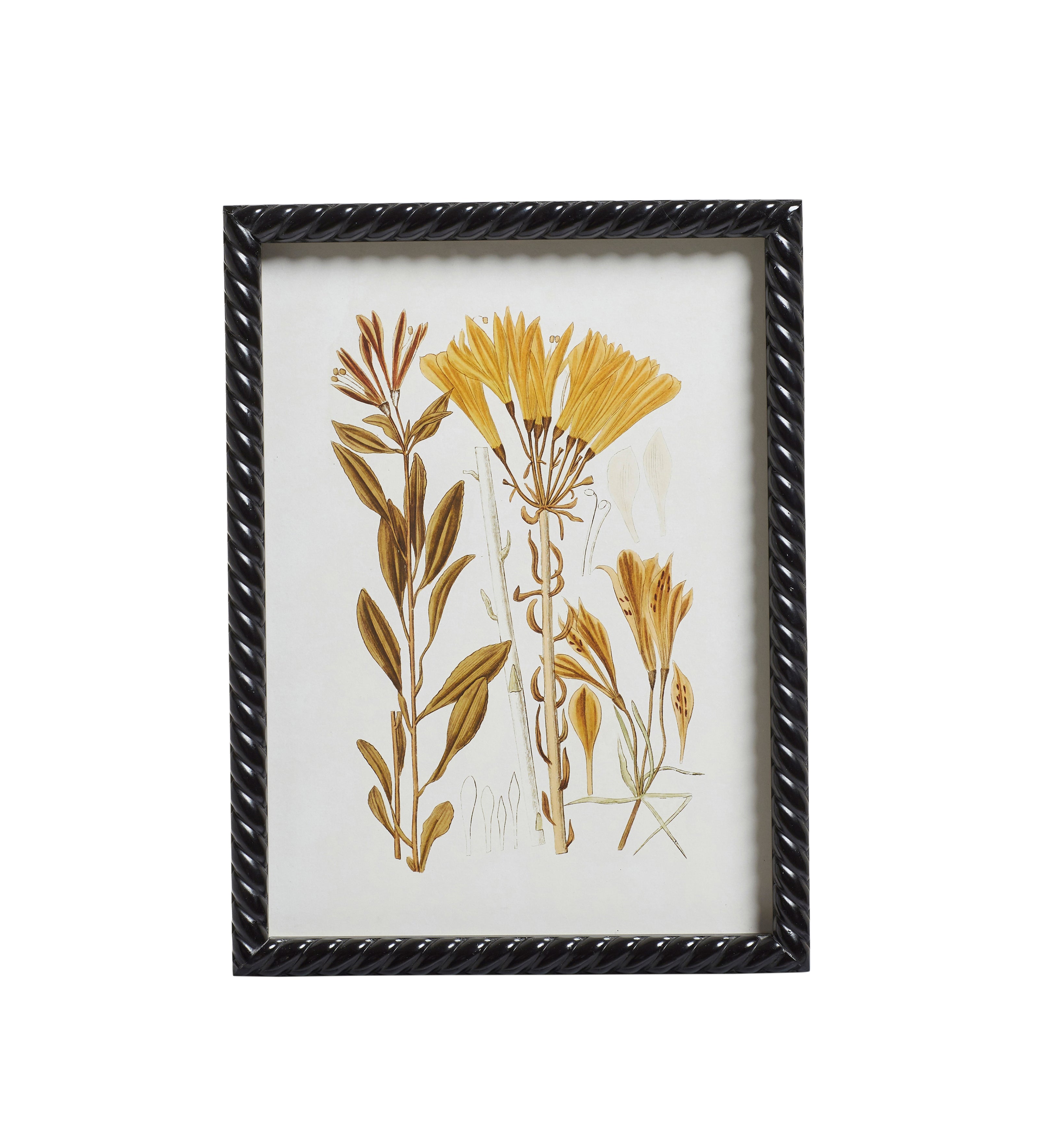 framed botanical prints set of 6 snake plant Anna Framed Botanical Prints - Set of Six - Multi-Coloured