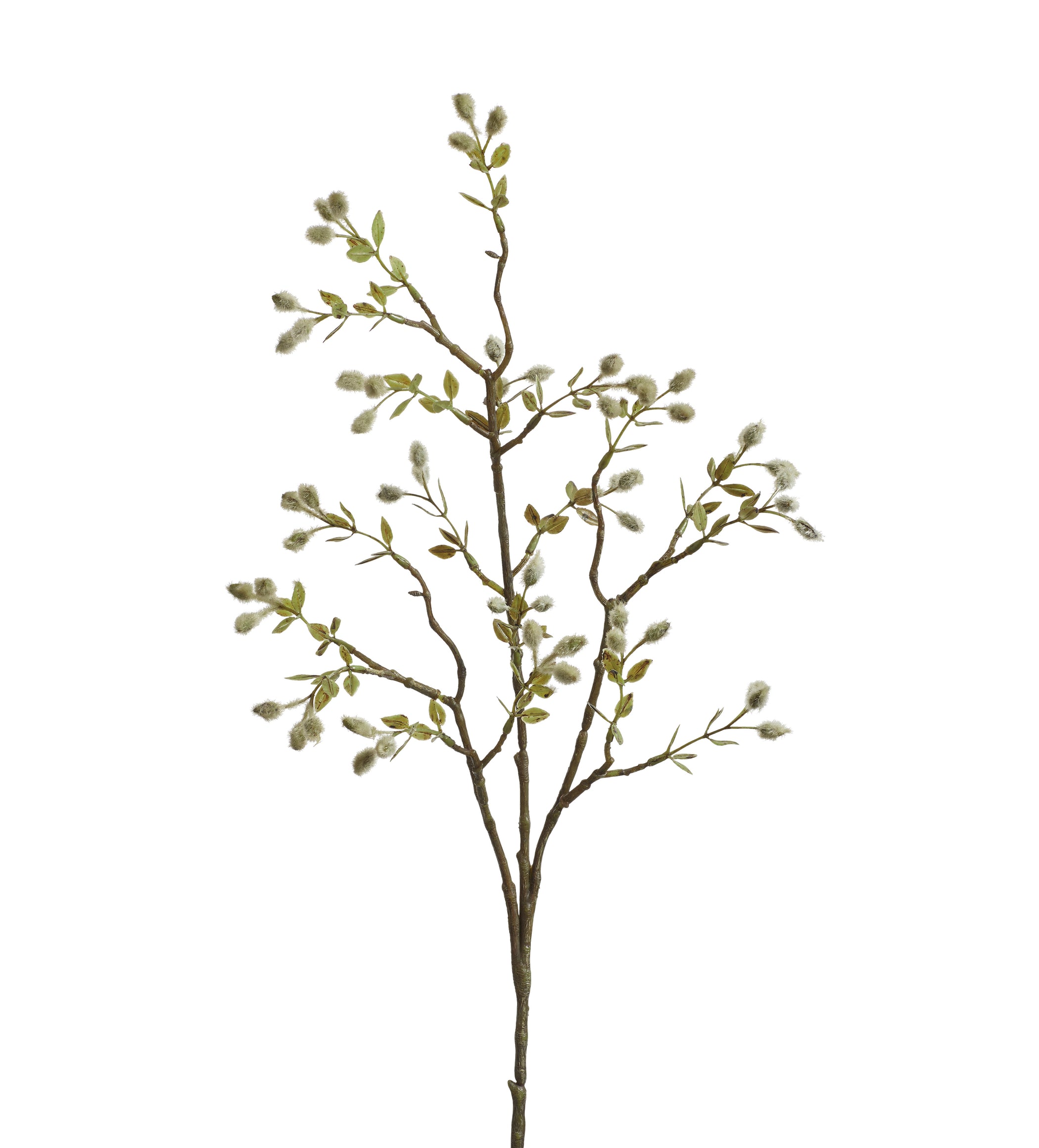 Single Willow Stem - Green