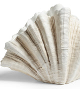Venusia Clam Shell - Off White