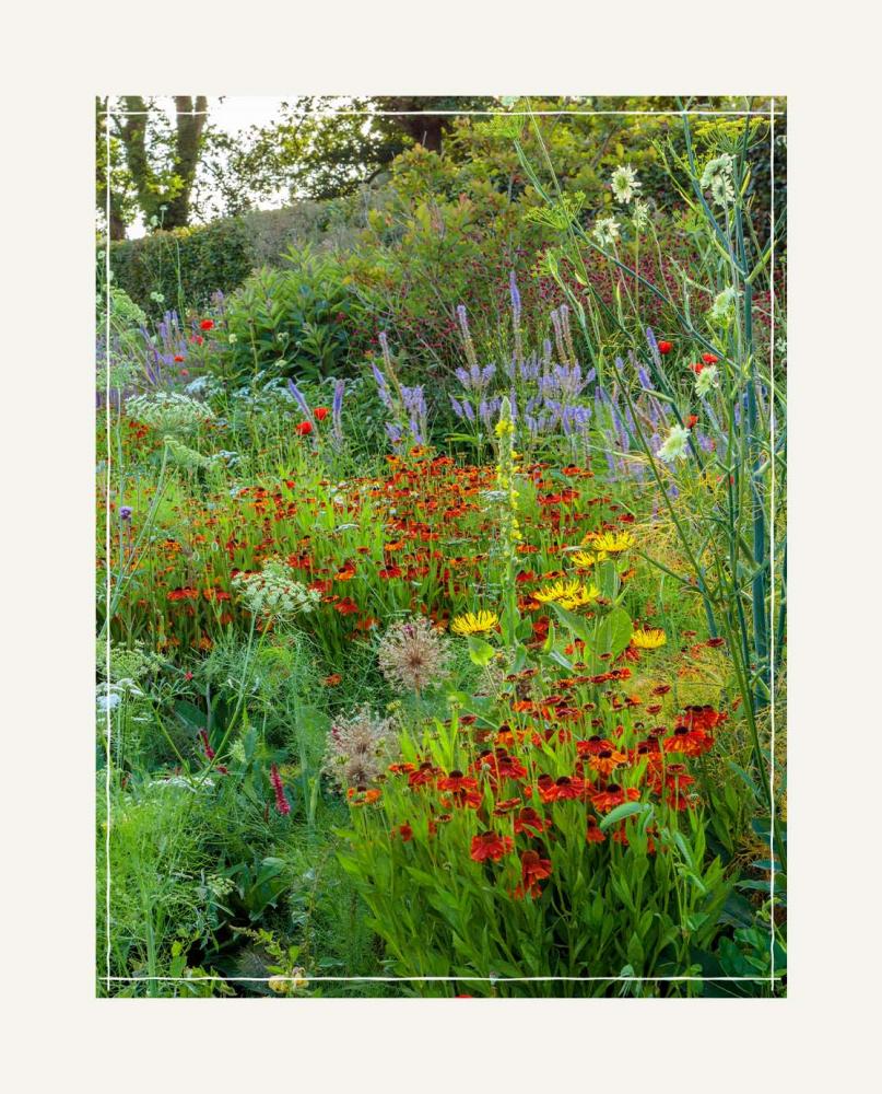 Colorful flower bed