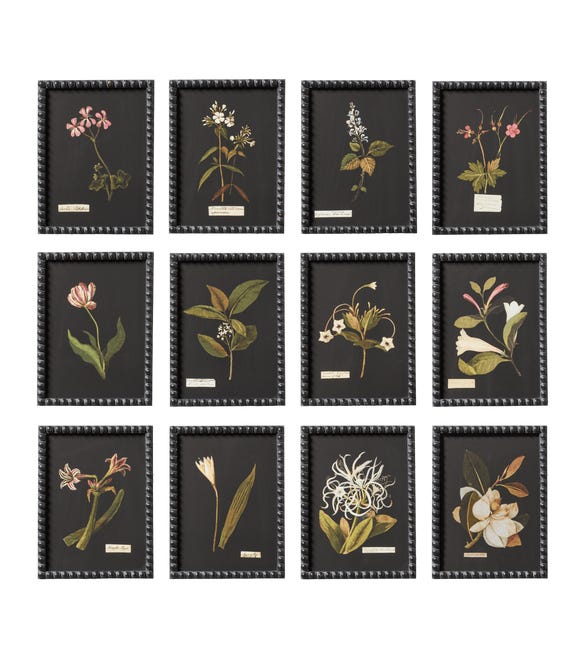 Set of 12 Framed Flower Botanical Prints - Multi
