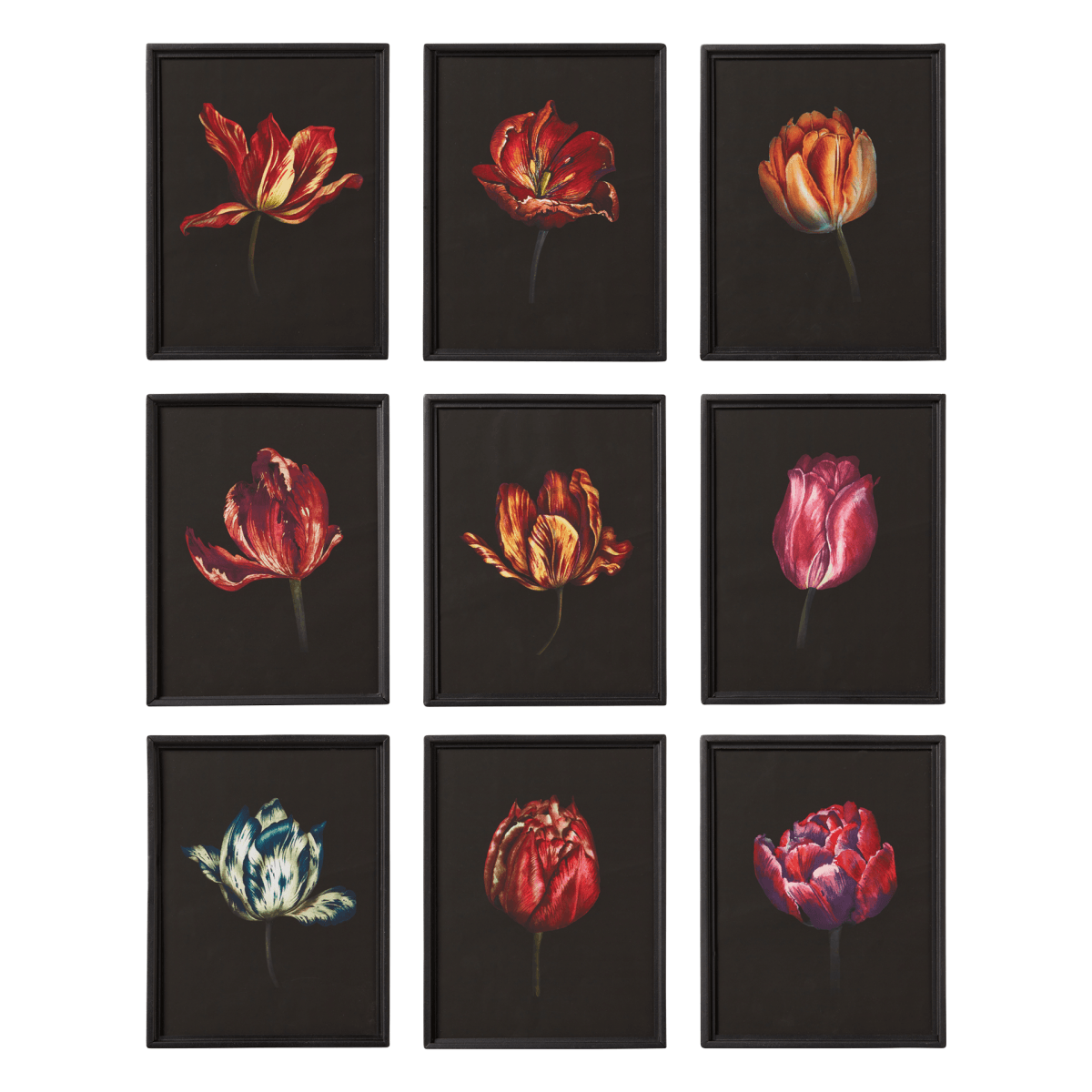 Set of Nine Dutch Tulip Framed Prints - Multi