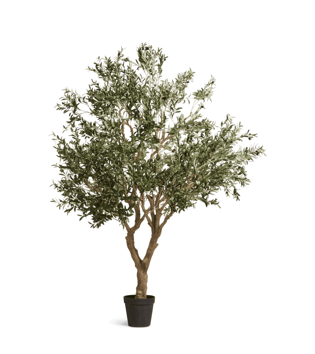 Large Olive Tree