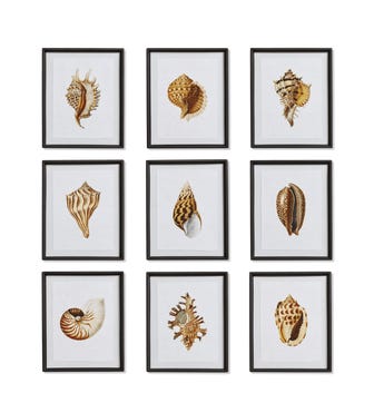 Set of Nine Shoreline Seashell Prints- Natural