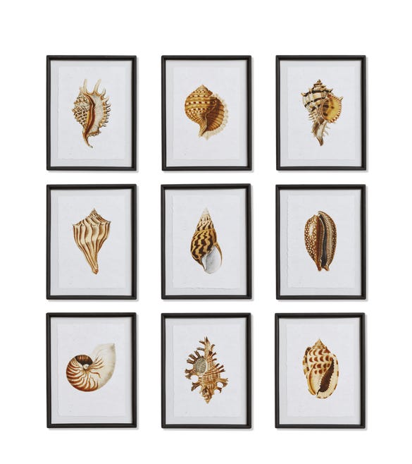 Set of Nine Shoreline Seashell Prints- Natural