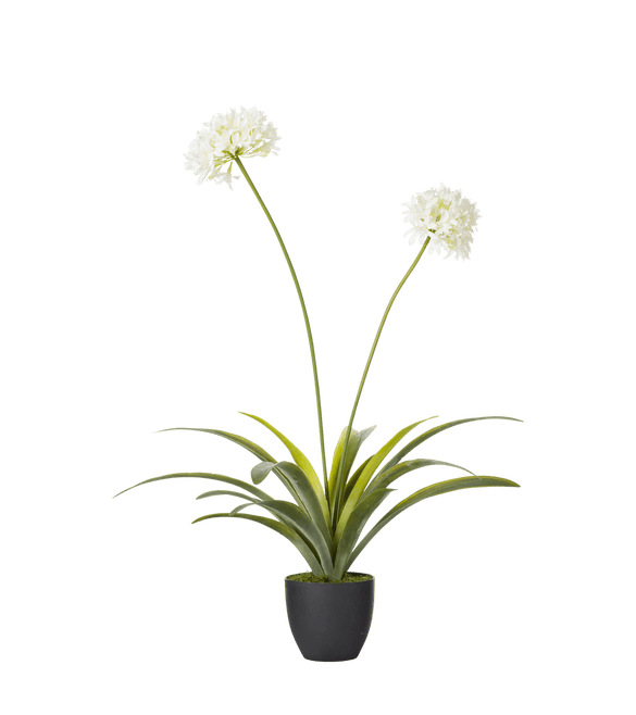 Faux Agapanthus Plant - White