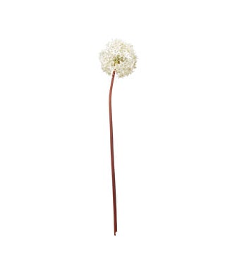Faux Allium Stem - White