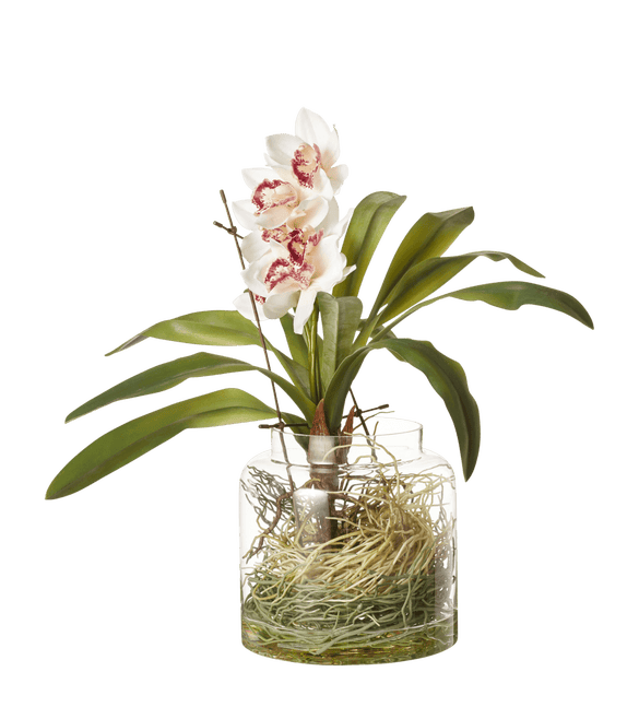 Faux Cymbidium Orchids with Vase - Cream