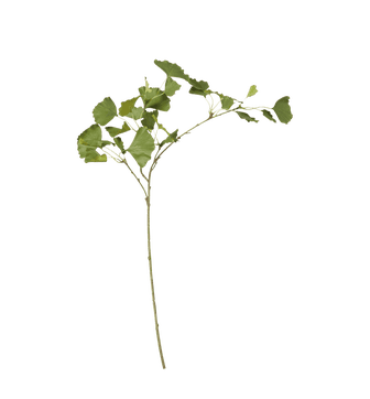 Faux Ginkgo Leaf Stem - Green
