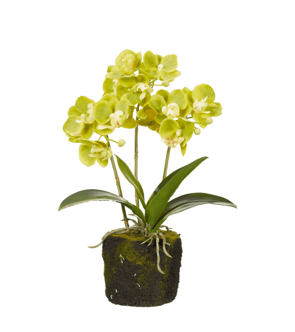 Faux Planted Mini Orchid - Green