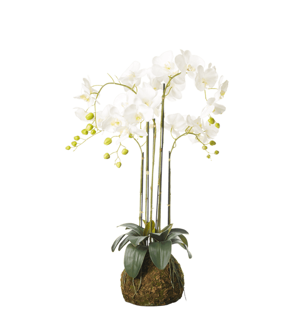 Faux Planted Phalaenopsis Orchid, Medium - White