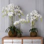 Faux Planted Phalaenopsis Orchid, Small - White