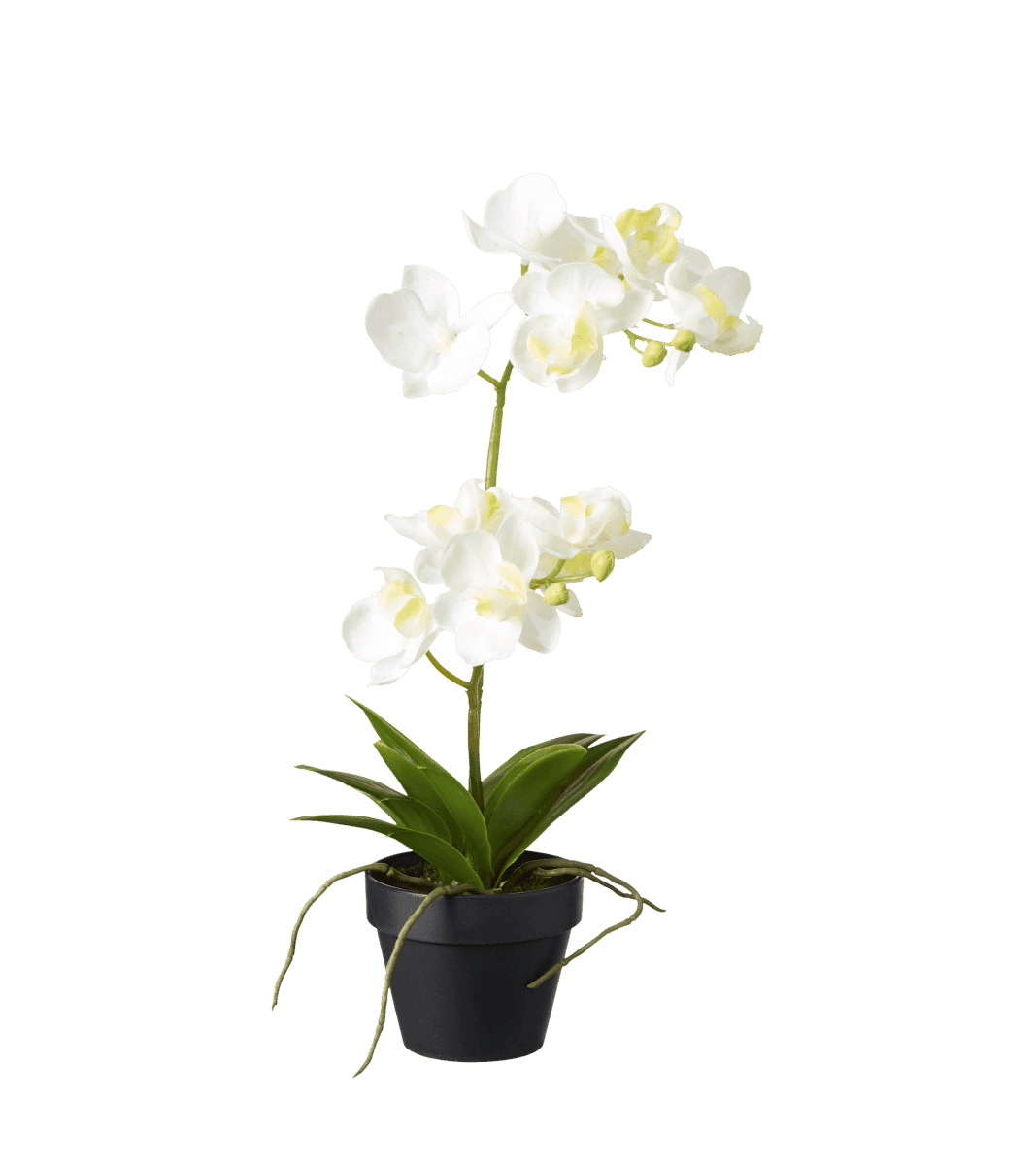 Mini Orchidée