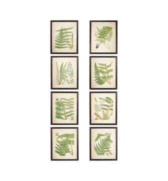 Framed Fern Prints, Set of 8 - Black Frame