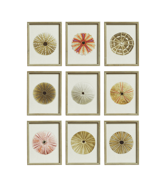 Set of Nine Framed Sea Urchin Prints - Multi