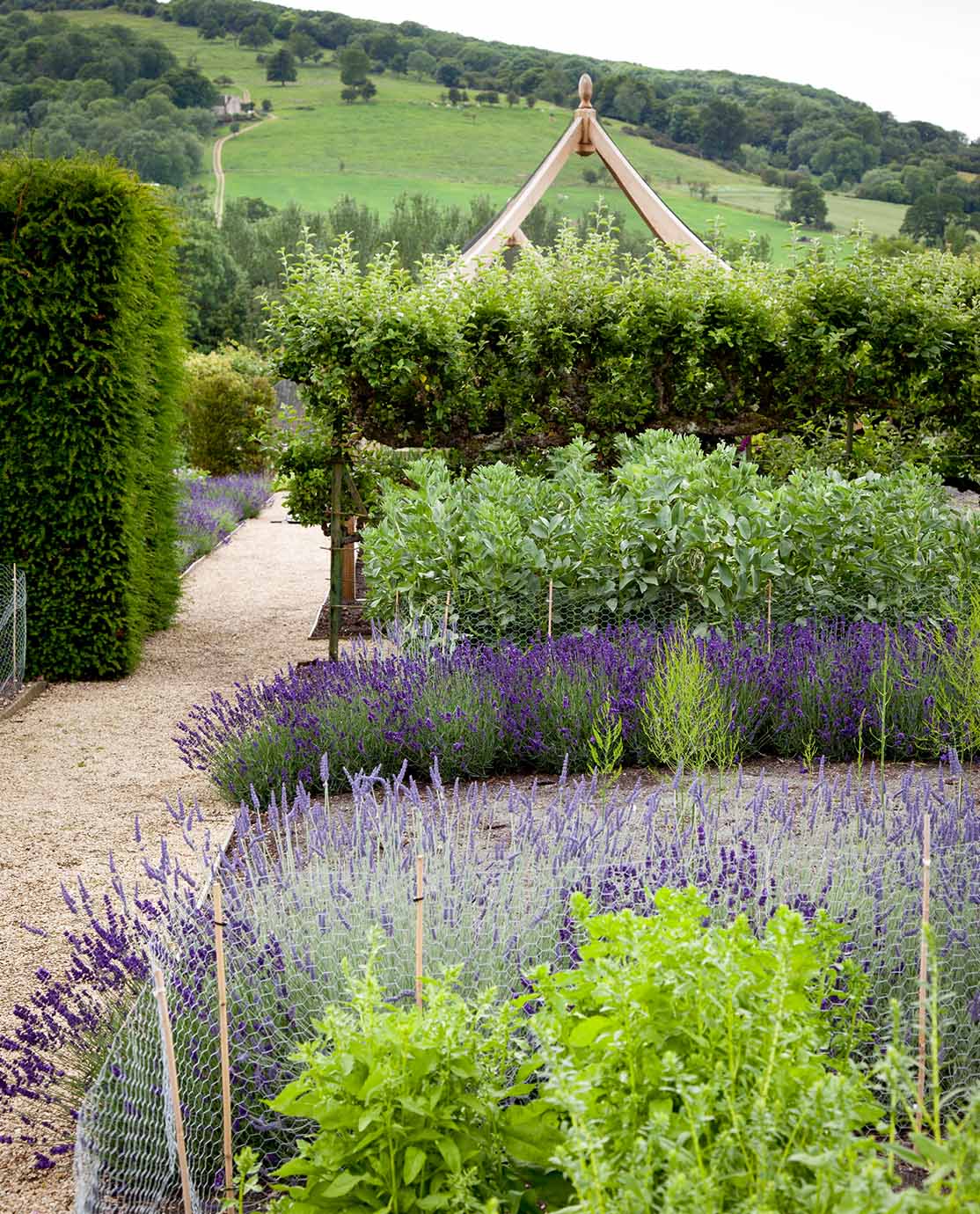 Rows of lavender planted in a country garden. 